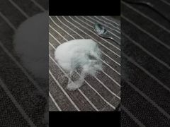 देखें कि क्यों चुनें साइज़ 40-80 मेश MSM पाउडर, GC पद्धति का उपयोग करके परीक्षण किया गया, कुल भारी धातुएँ 3